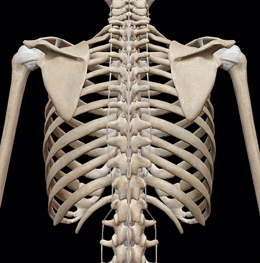 picture of rib cage - often upper back pain happens right between the shoulder blades
